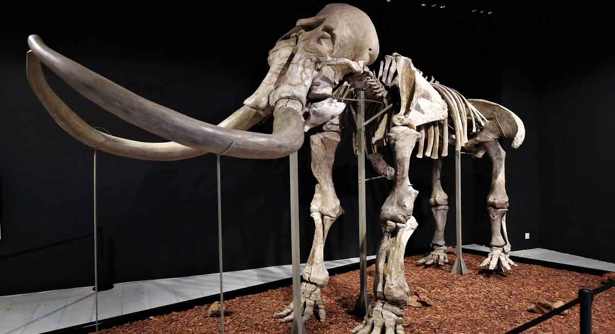 ¿Qué hacer en el Estado de México?, Visita el mamut de más 10 mil 500 años