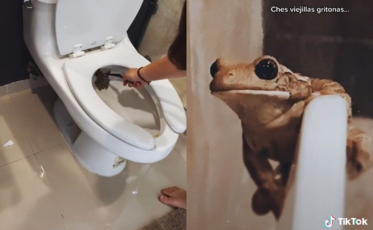 Mujer encuentra sapo en la taza del baño y se hace viral