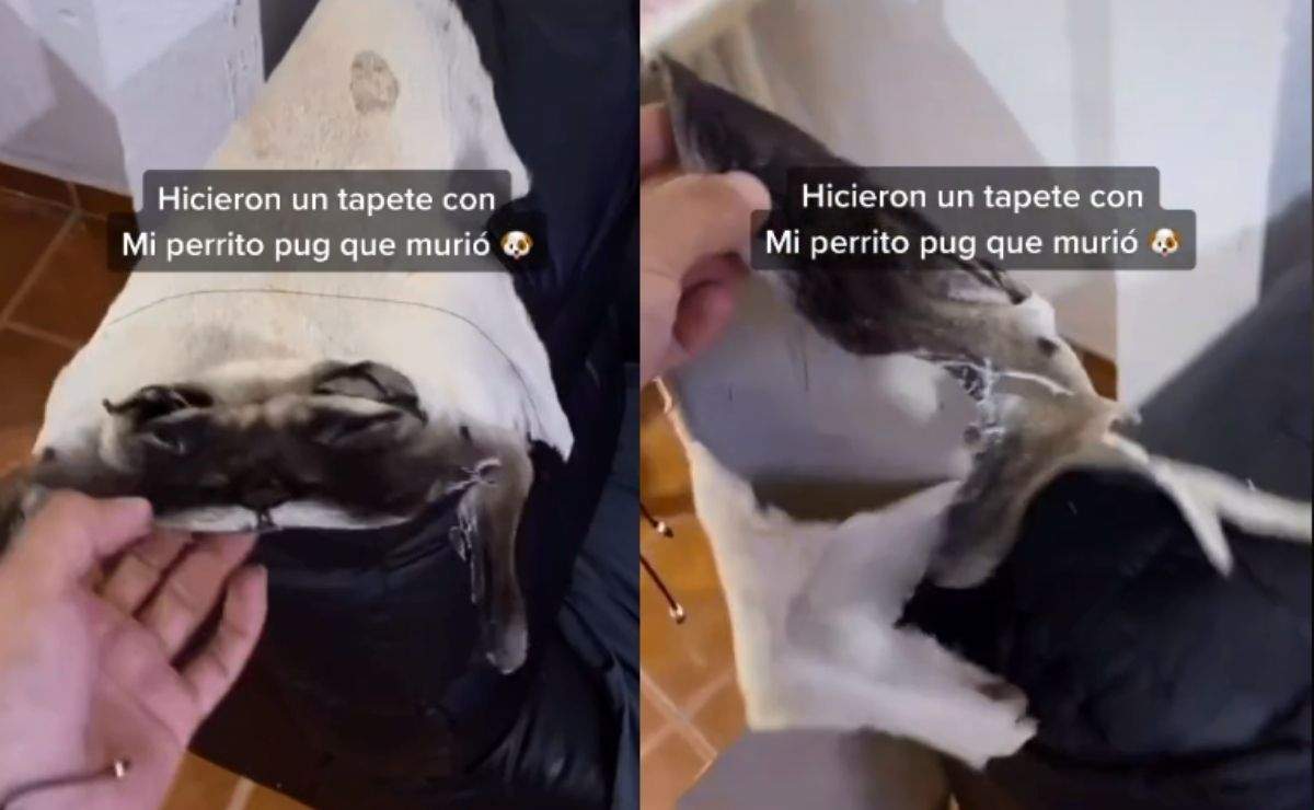 Joven hace tapete con su perro muerto y se hace viral