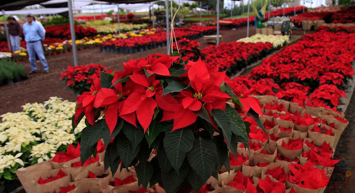 Flor de nochebuena, ¿dónde comprarla y por qué es tan significativa para el edomex?