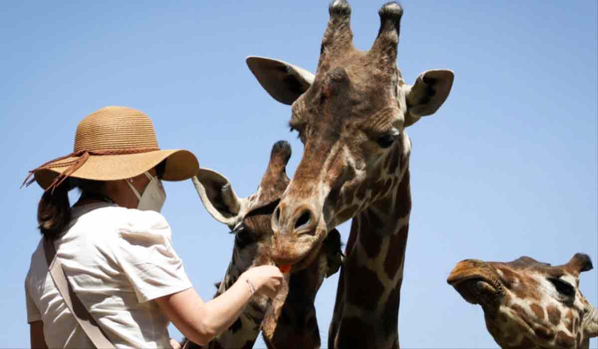 Precios de entrada al Zoológico de Zacango 2022 y cómo llegar