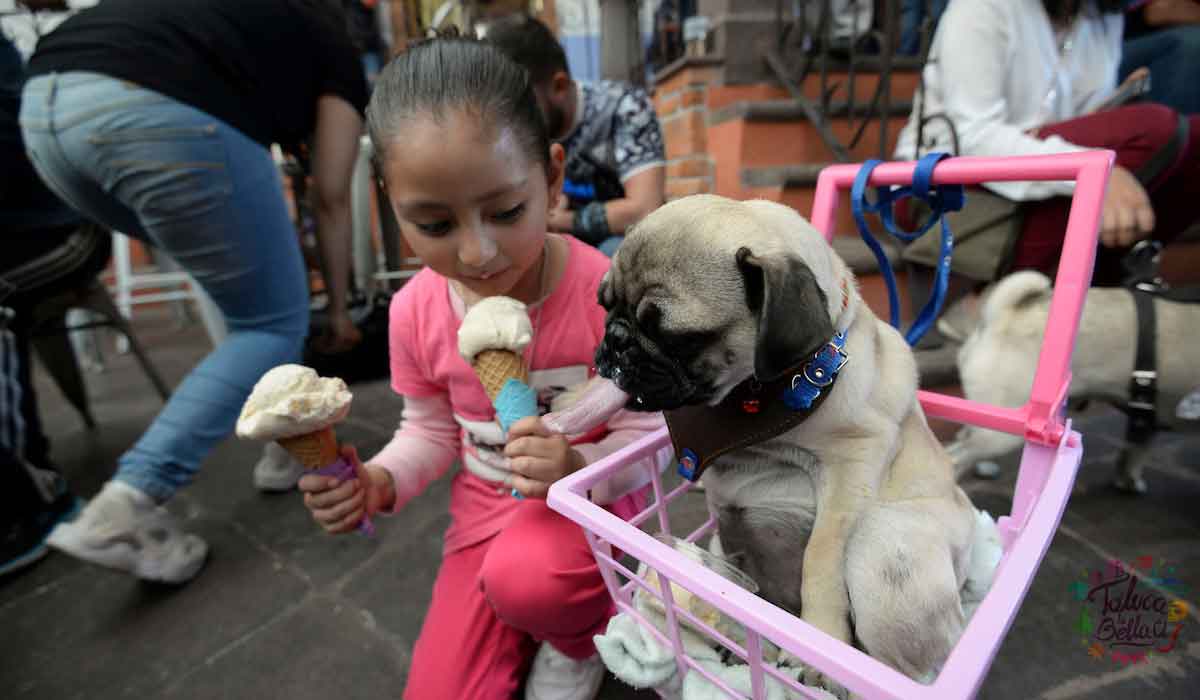 Heladerí­as para ti y tu mascota en Toluca, precios, horarios y ubicación