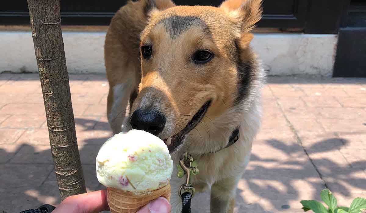 ¡Los dos o nada! Helados para ti y tu perrito en Toluca
