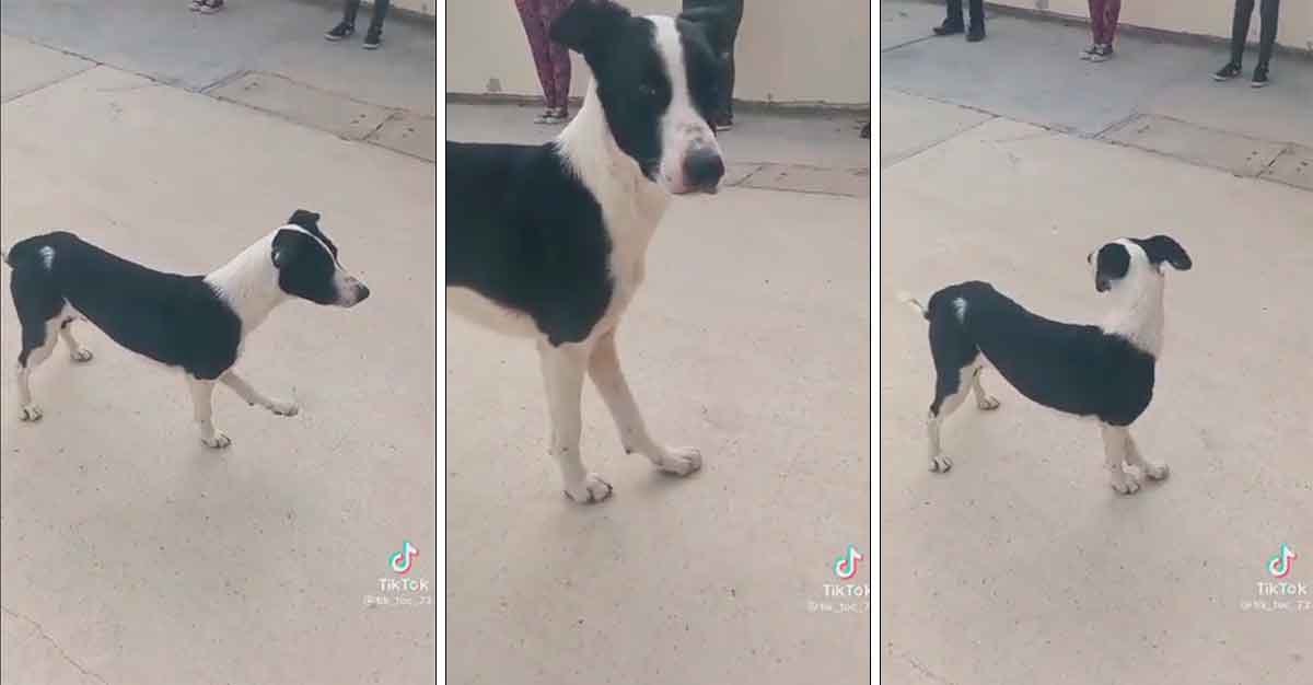 Video de un tierno lomito fit se hace viral en redes sociales