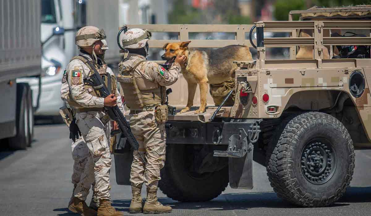 "Narcoperro" rescatado será entrenado para redimir su vida de crimen