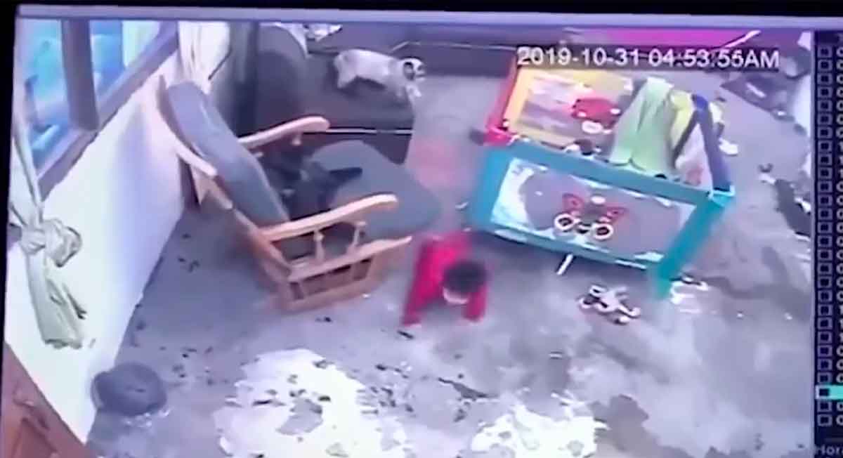 Video viral, michi salva la vida de un bebée