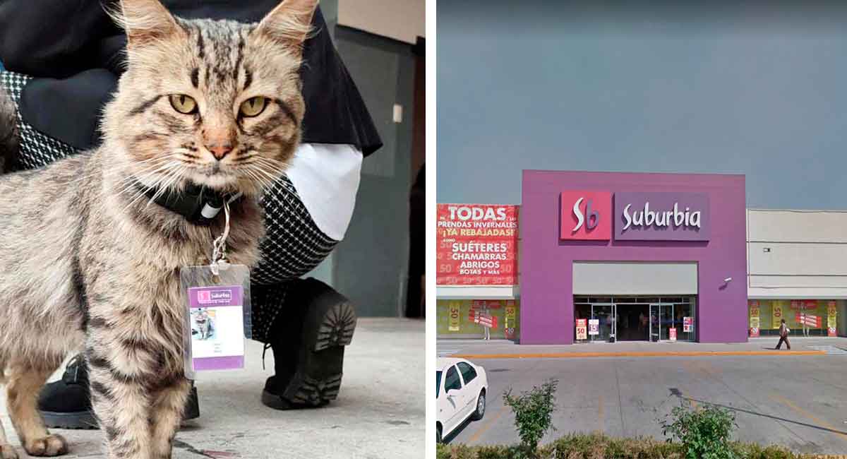 Tienda departamental de Toluca contrata a un michi y se hace viral