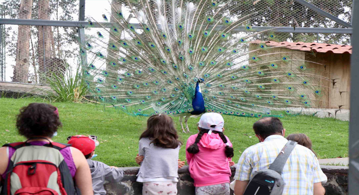 ¿Aburridos en casa? Vive una experiencia animal en  el curso de verano Zacango 2022