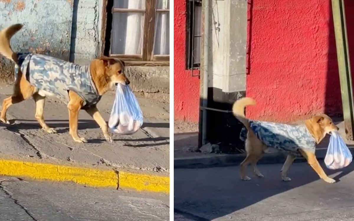 El perrito del pan, este si que serí­a el mejor amigo del mexicano
