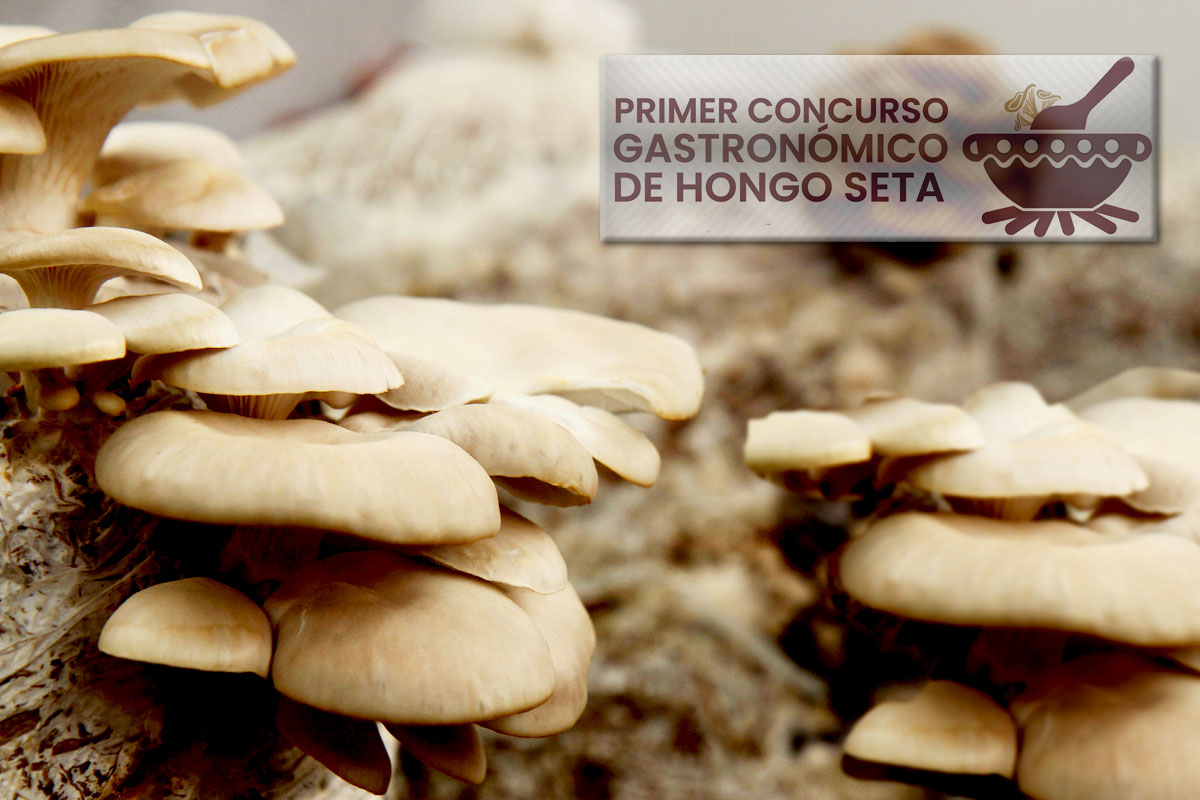 ¡Gana hasta $5,000! en el Concurso Gastronómico de Hongo Seta 2022