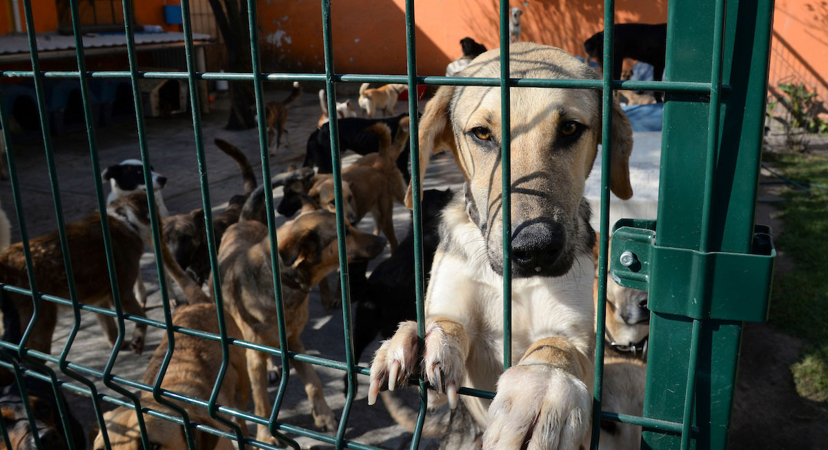 ¿Qué hizo Holanda para acabar con el problema de los perros callejeros?e