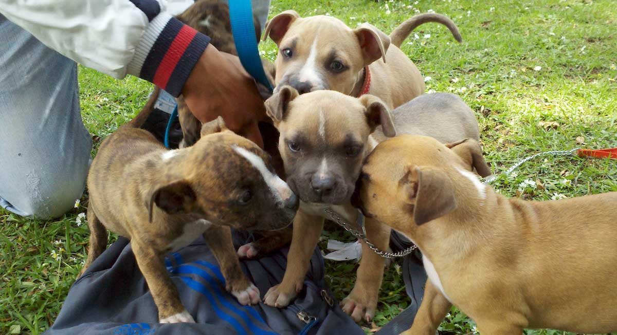 5 albergues para animalitos en Toluca