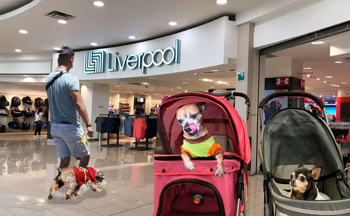 ¡Los perritos también van de paseo a Liverpool!