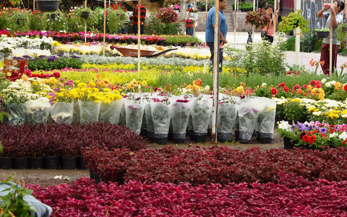 Amaranto Bazar edición Señora de las Plantas llegará a Metepec, aquí­ los detalles