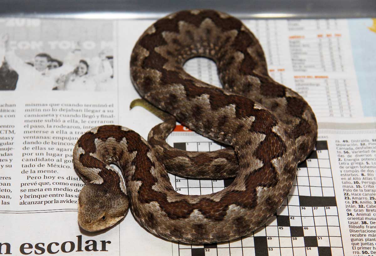 Hallan Serpiente en una estación del Metro de la CDMX