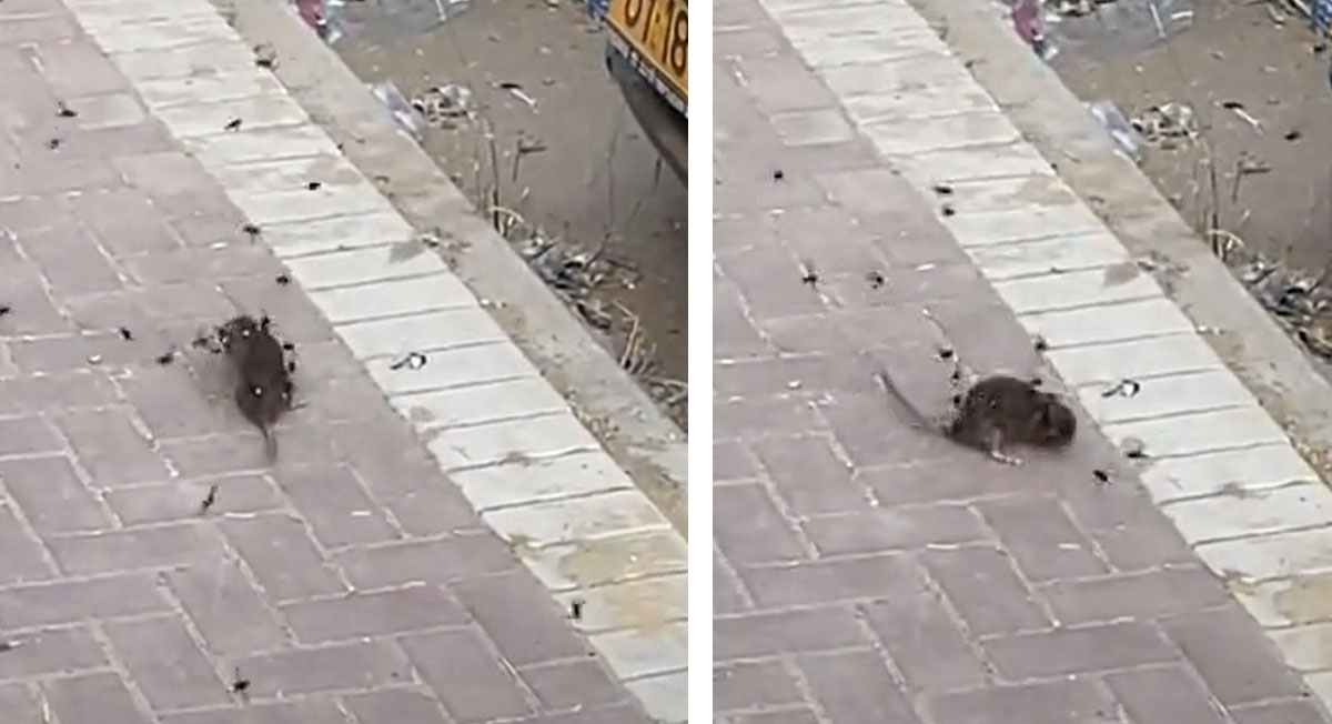 Video viral TikTok: Insectos picotean y acaban con una gigantesca rata
