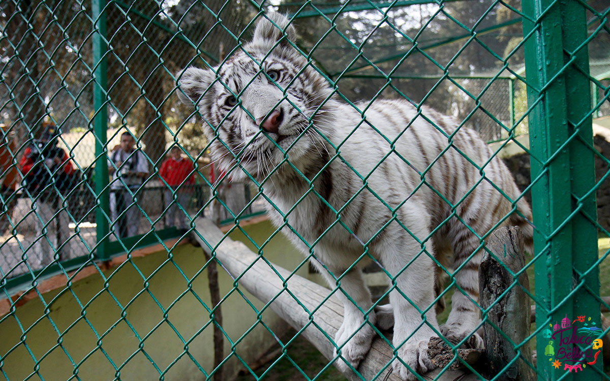 Esta Dí­a de Muertos atrévete a vivir el recorrido nocturno del Zoológico de Zacango