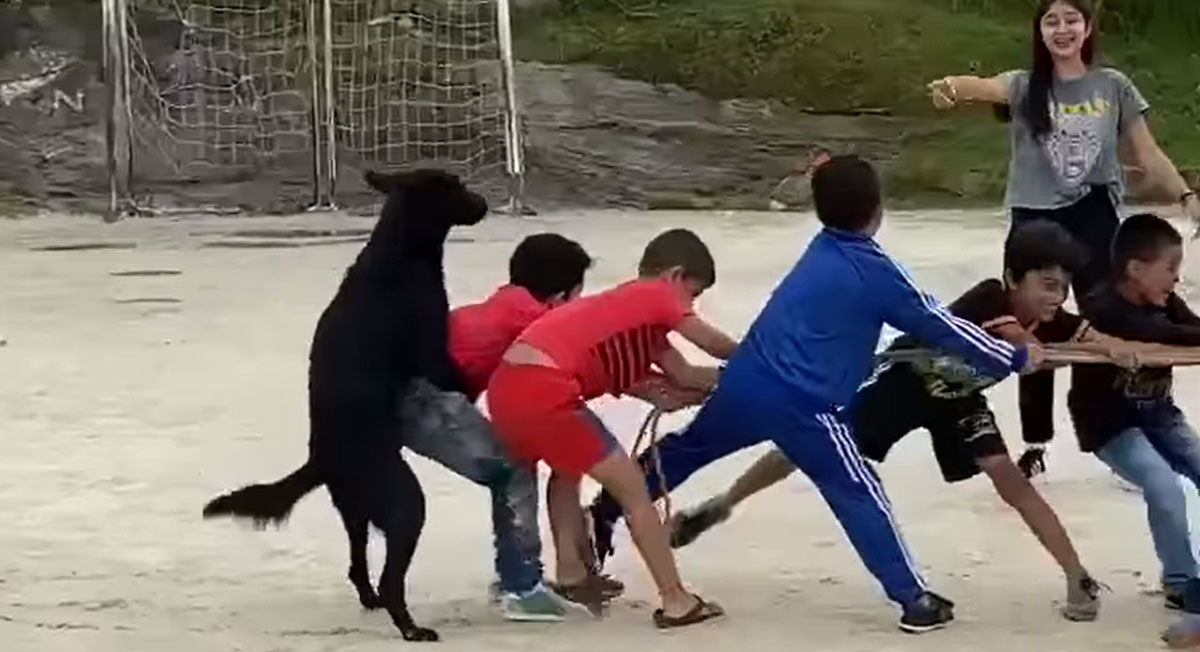 Mascota ayuda a tirar de la soga y el momento se vuelve viral en redes