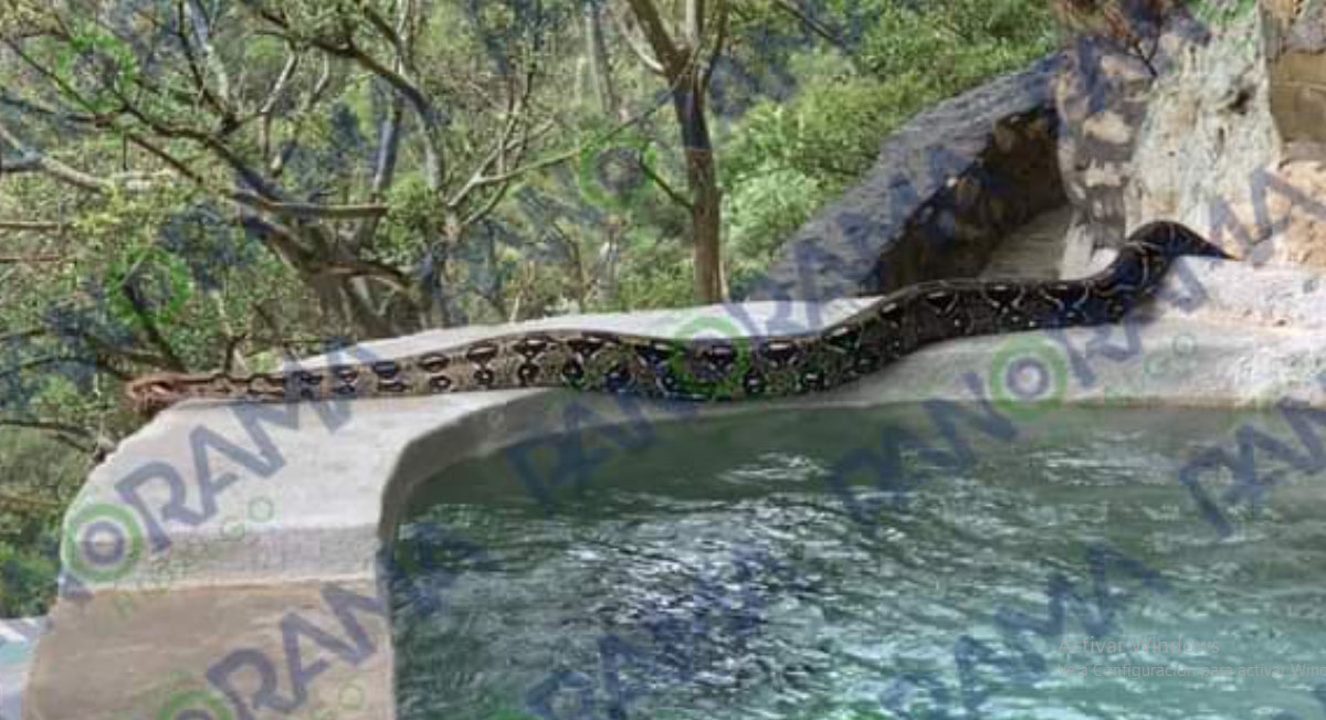 ¿Qué hace ahí­ tí­a? Tremenda ví­bora es encontrada en las Grutas de Tolantongo