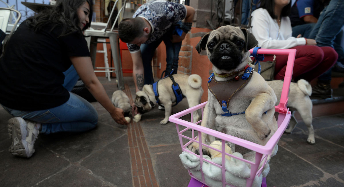 Caminata de Pug's disfrazados en Toluca, dí­a, horario y punto de partida
