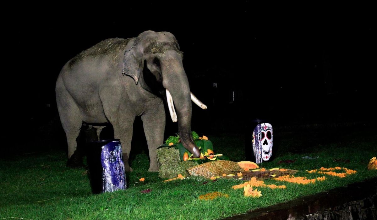 ¿Cuándo inician los recorridos nocturnos 2022 en el Zoológico de Zacango?