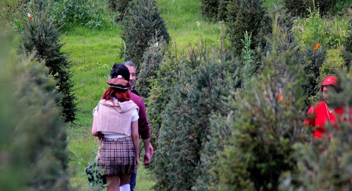 ¿Dónde comprar árbol navideño natural cerca de Toluca y CDMX?