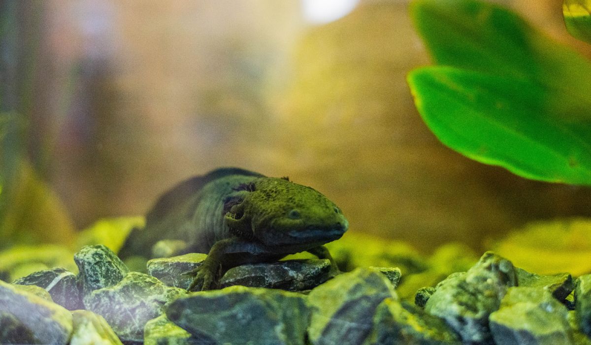 Así quedó el nuevo ajolotario de Toluca, ¡Ven y conoce estos animalitos!e