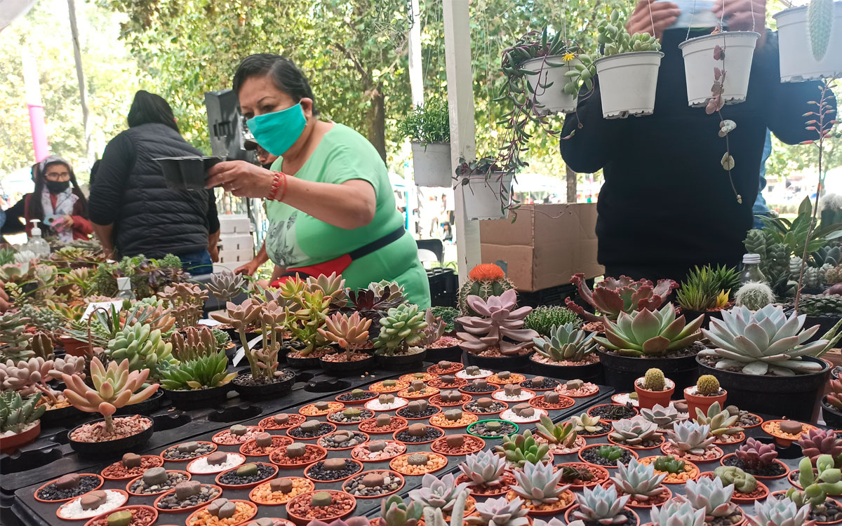 Conoce los talleres de la Expo Plantas de este fin de semana en Toluca  y saca a tu señora interior