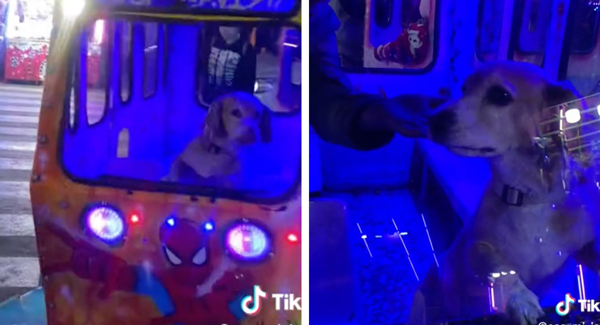 Perrito se hace viral por subirse a juegos de la feria