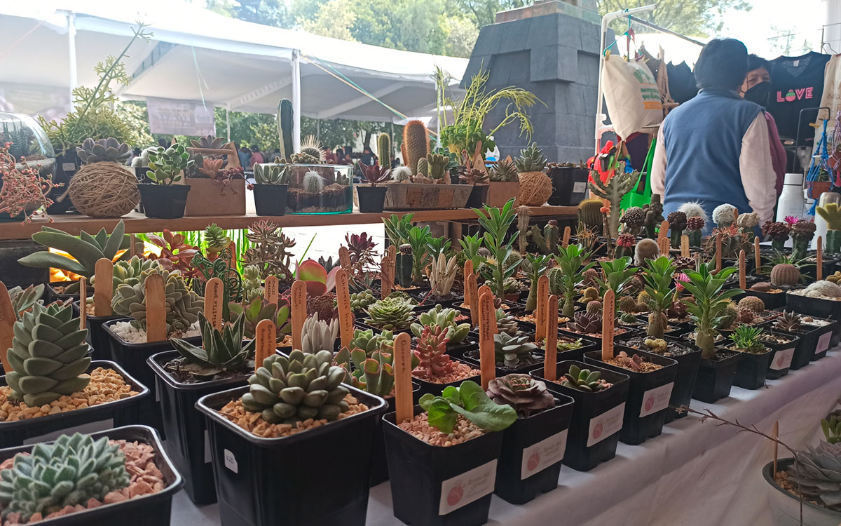 Se parte de la Revolución Plantera en esta Expo Plantas en Toluca, habrá talleres, venta y mucho más