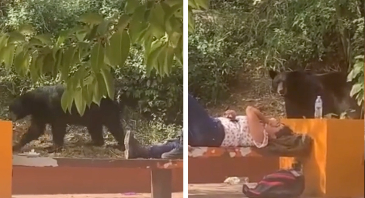 ¡Tranquilo Ned, piensa en la biblia! Oso sorprende a estudiante