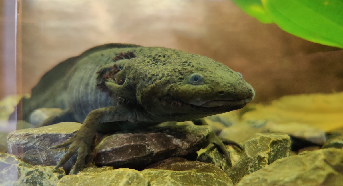 ¿Tendrías un Ajolote como mascota? Adopta uno y ponle nombree