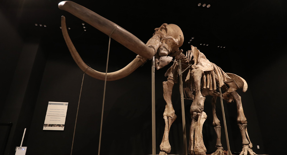 Aún puedes ver la exposición del Mamut, El gigante de la prehistoria