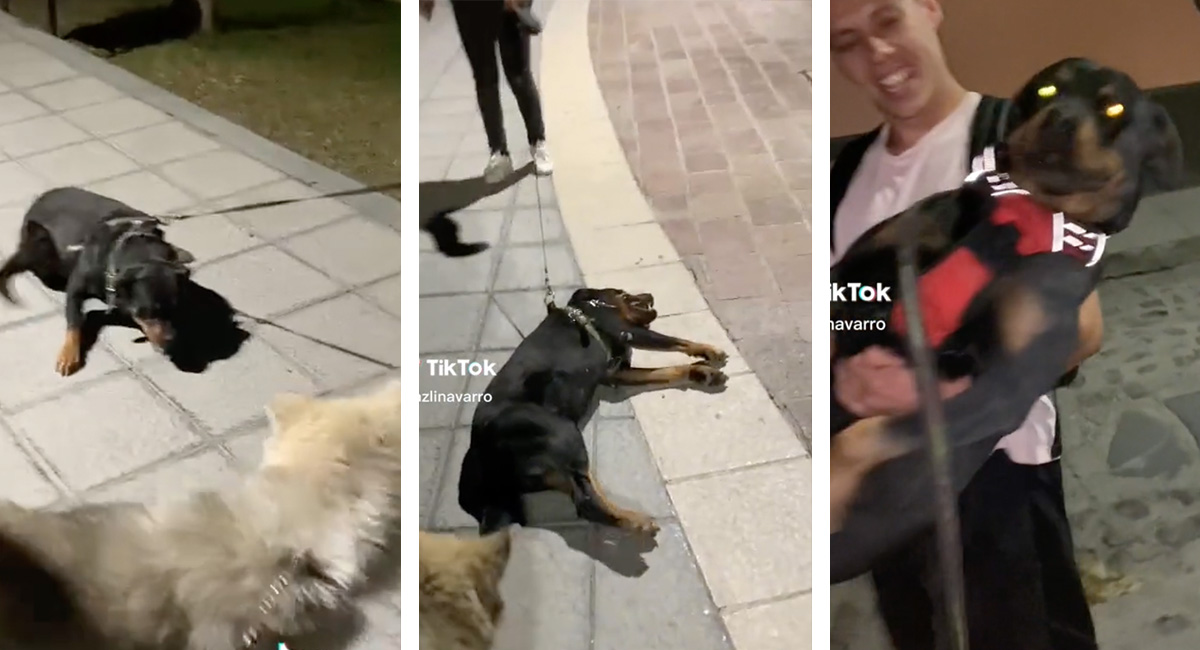¡Como un niño! Perro hace berrinche porque no se quiere ir del parque