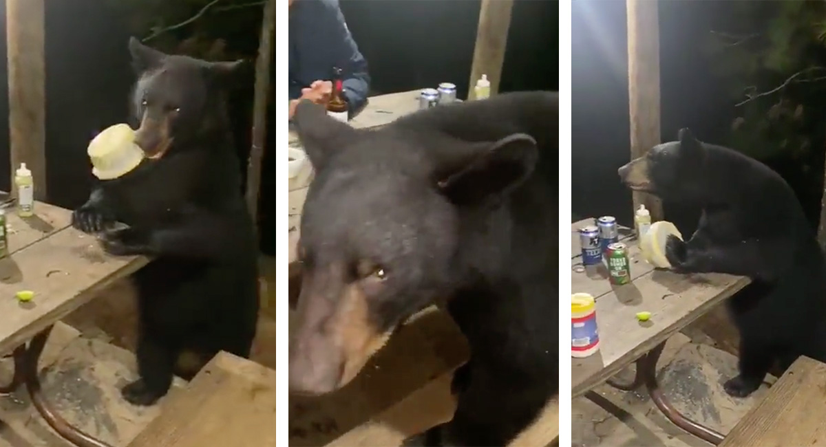 ¡Con su permiso! Oso negro sorprende a padre e hijo en la nochee
