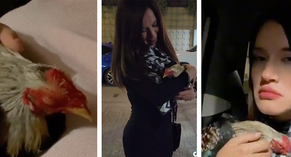 ¡Esos sin son regalos! Recibe un gallo en intercambio navideño
