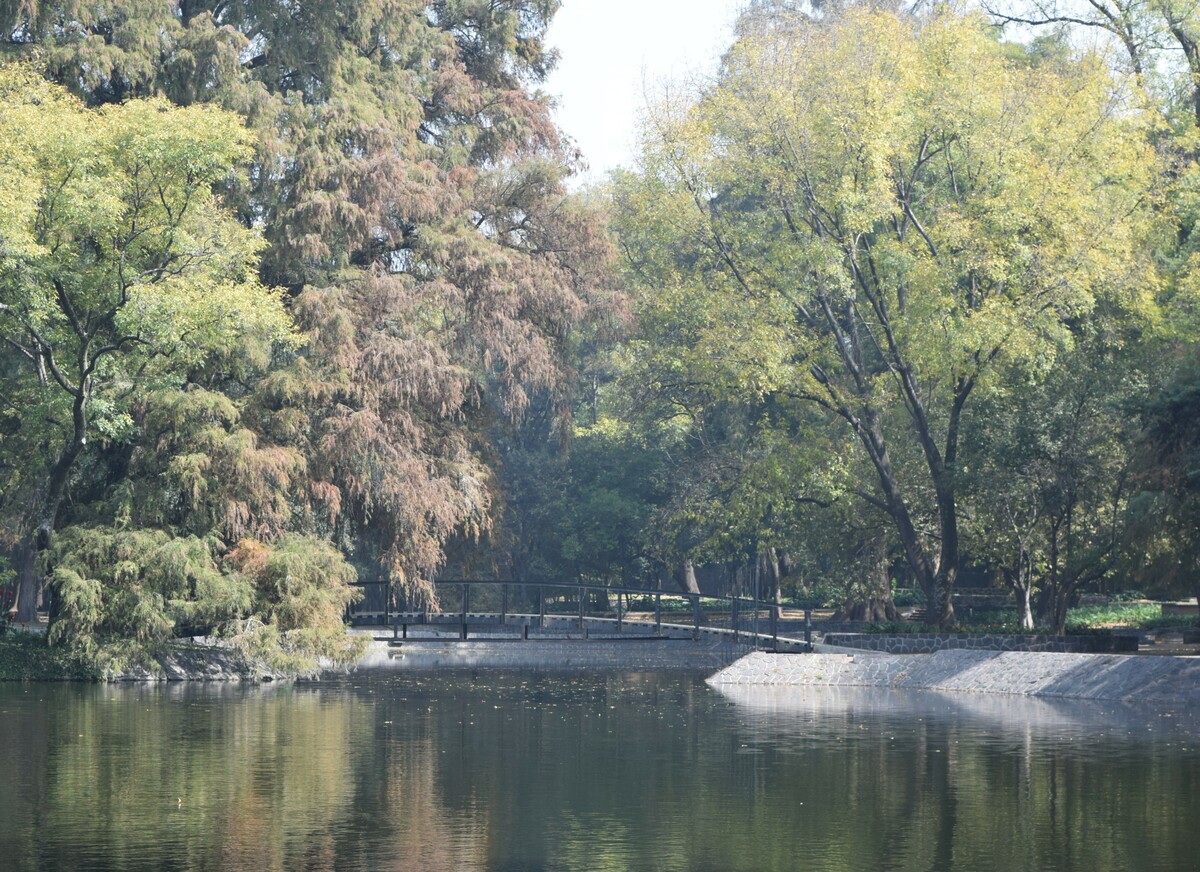 ¿Por qué el lago de Chapultepec es verde?
