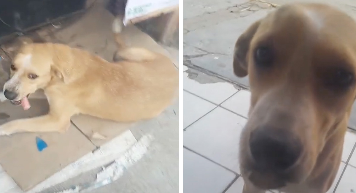 ¡Qué hermoso! Perrita se hace viral por comprar salchichas
