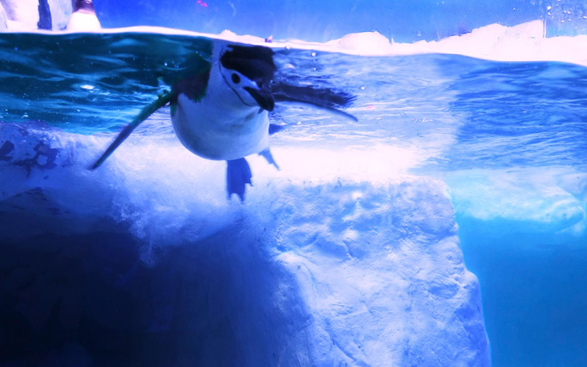 UAEMéx: ¿Te gustaría ver pingüinos esta Navidad? Lánzate al Acuario Inbursa con precio preferenciale