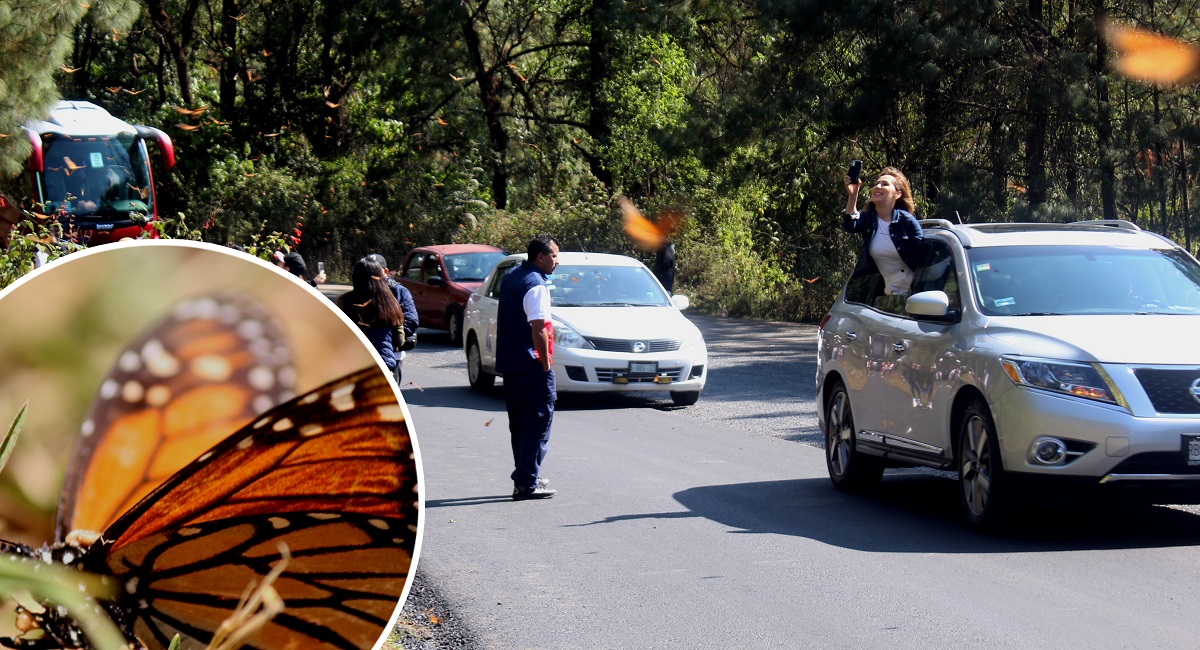 Disfruta de la llegada de la mariposa monarca gratis, en el Edomex