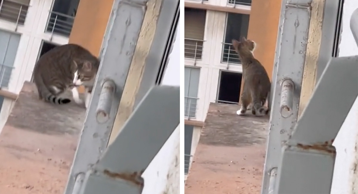 ¡A 8 pisos del altura! Así­ asustó este gato a su dueña