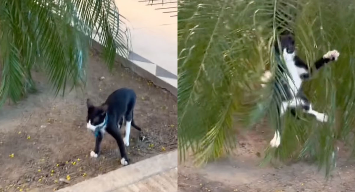 Gatito que se esconde detrás de arbustos para asustar a la gente y se hace viral