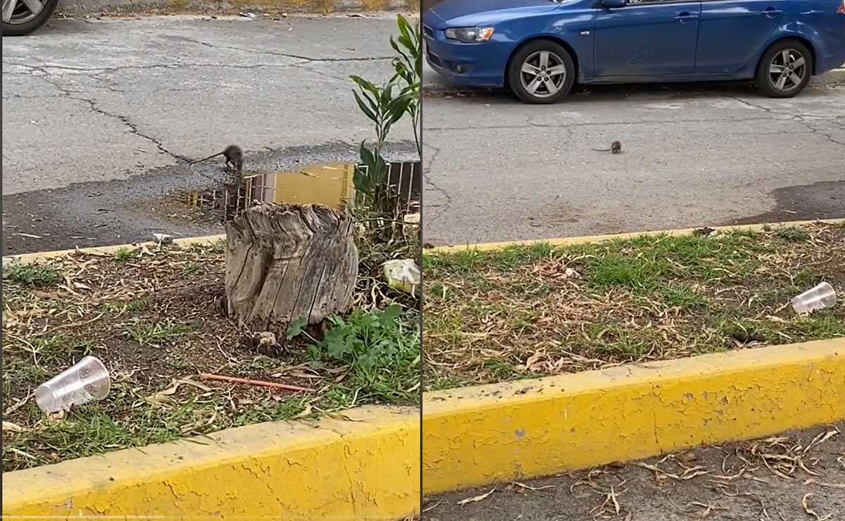 ¡La pelea del año! Rata de Ecatepec se enfrenta a un poderoso enemigo al estilo Rocky