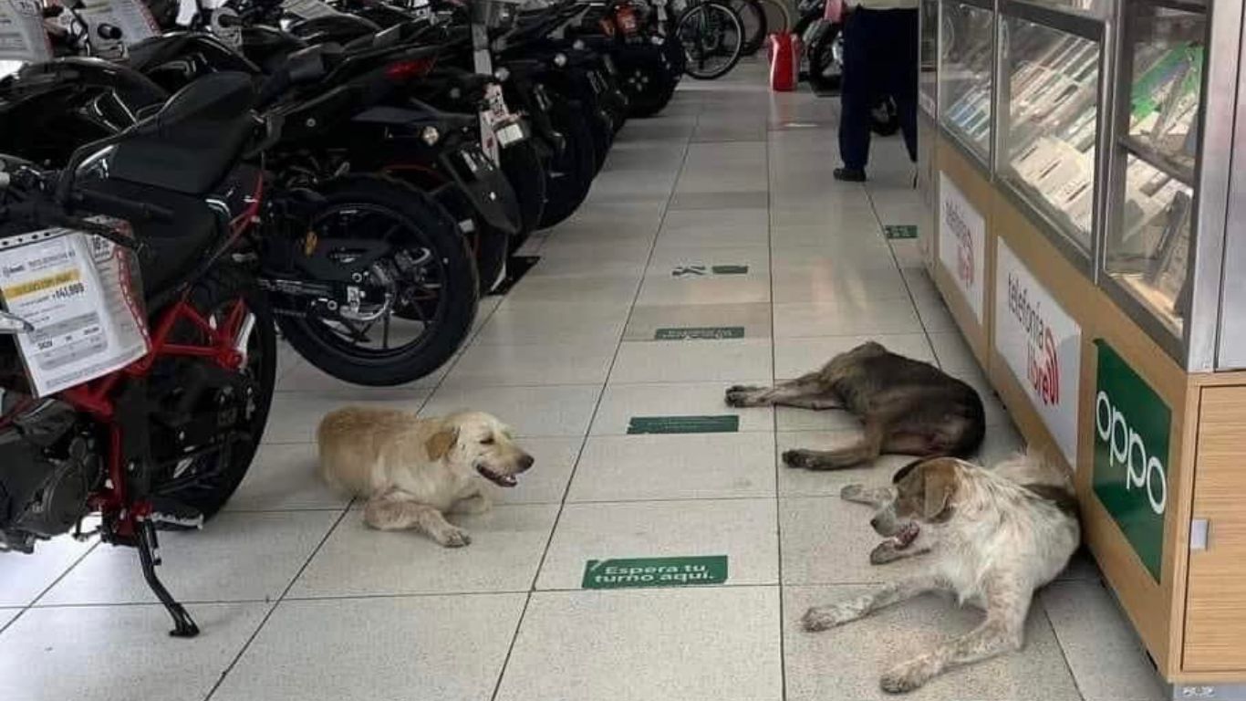 ¡Aplausos! Elektra permite que perritos descansen en sus tiendas ante ola de calor