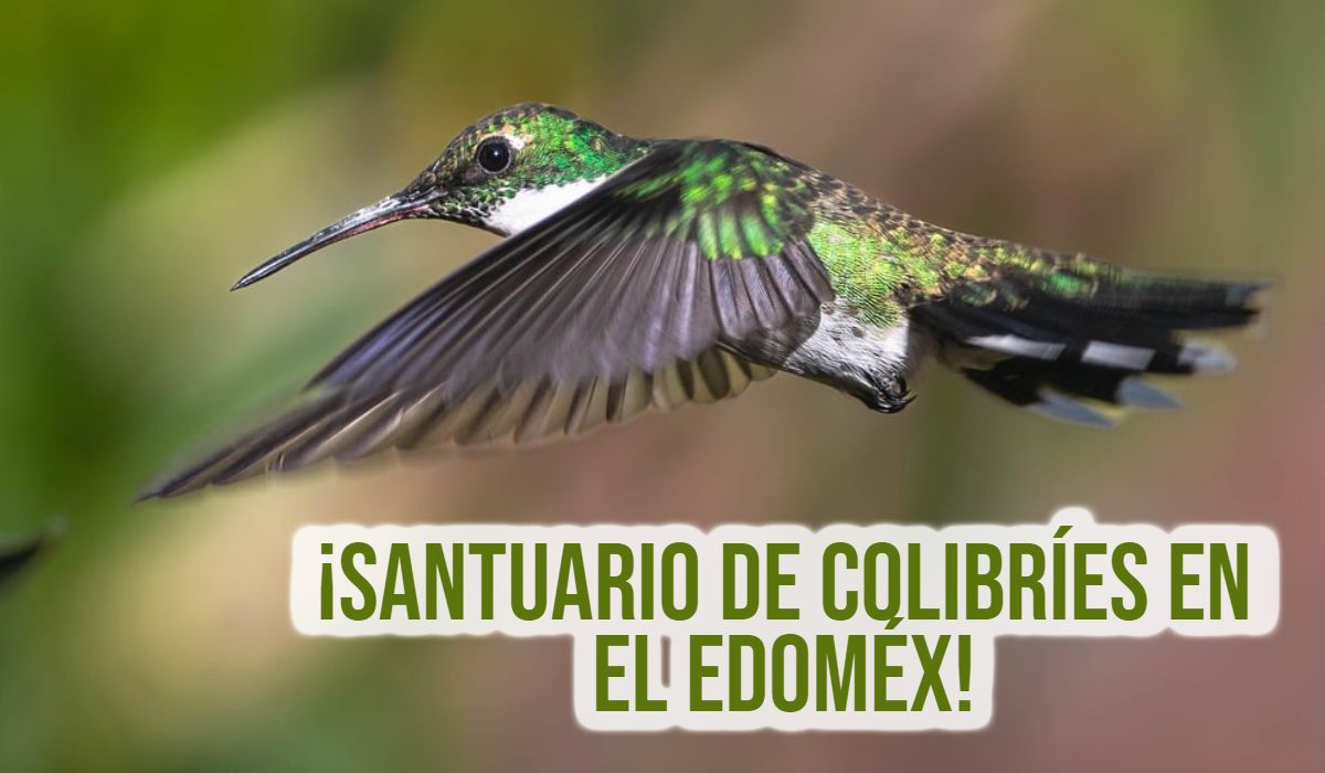 Visita el santuario de los colibrí­es en el EdoMéx ¡La entrada es gratuita!