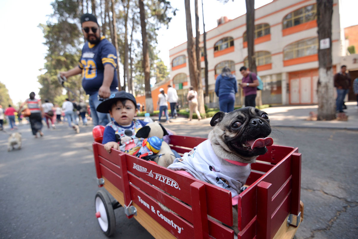 Toluca cerrará esta calle para hacer estas 10 ACTIVIDADES GRATUITAS en familia y con mascota