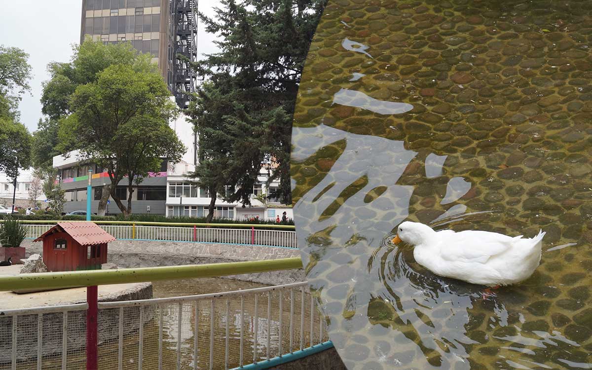 ¿Y ahora qué paso? Nuevamente, atacaron a los patos de la Alameda de Toluca