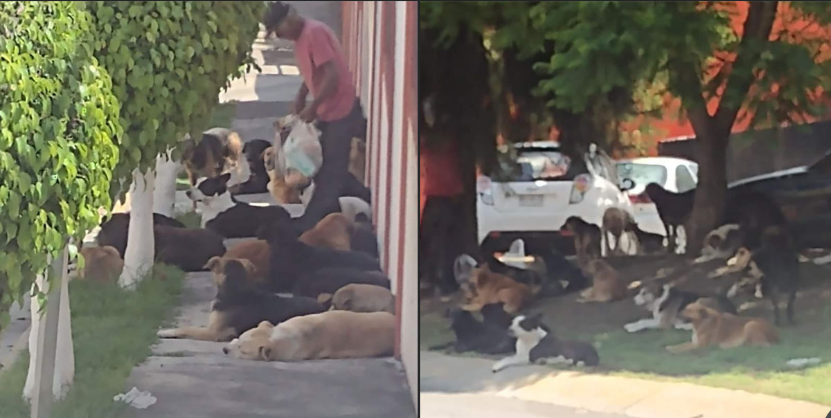 ¡Más como él! Señor del Edomex cuida y alimenta a más de 60 perritos,  se vuelve viral en redes socialese