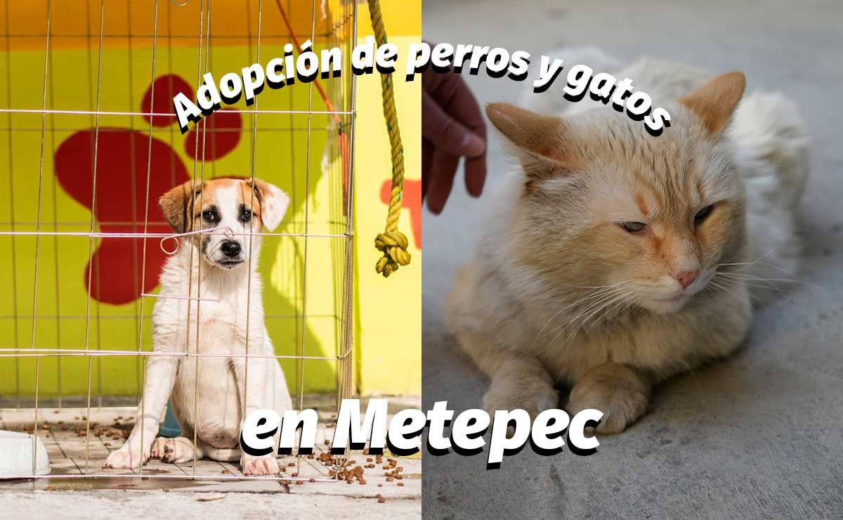 ¡Vamos por uno! Metepec tendrá adopción de perros y gatos