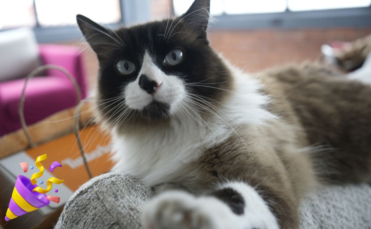 ¡Celebremos el Dí­a Internacional del Gato!